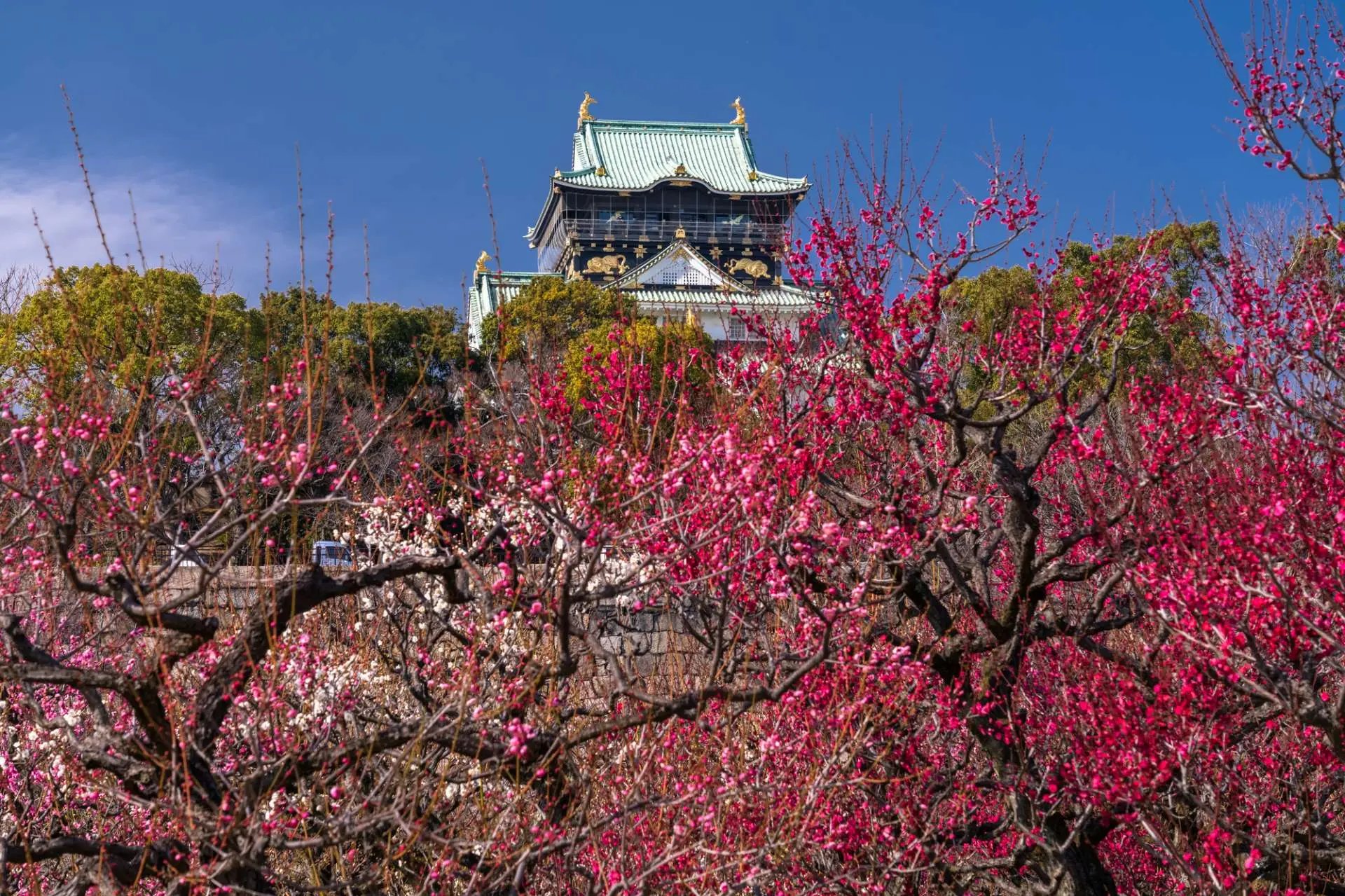 ⛩️ 오이타현 호국신사 (오이타켄 고코쿠 진자) 이미지 7